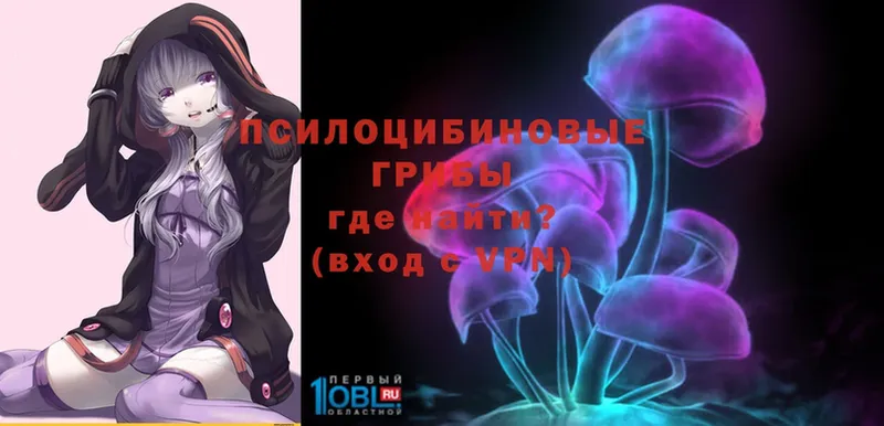 Псилоцибиновые грибы Psilocybe  Сертолово 